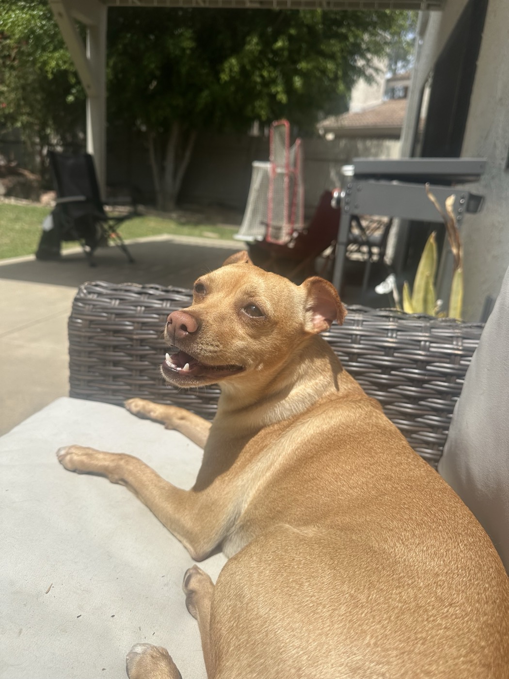 My dog, Erwin